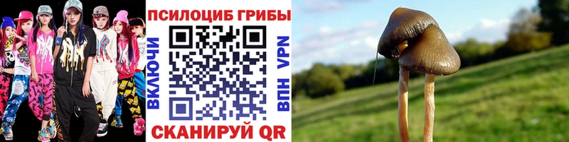 Псилоцибиновые грибы Psilocybine cubensis  Котельники 